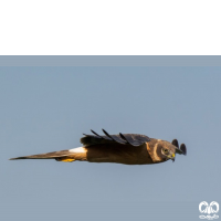 گونه سنقر سفید Pallid Harrier